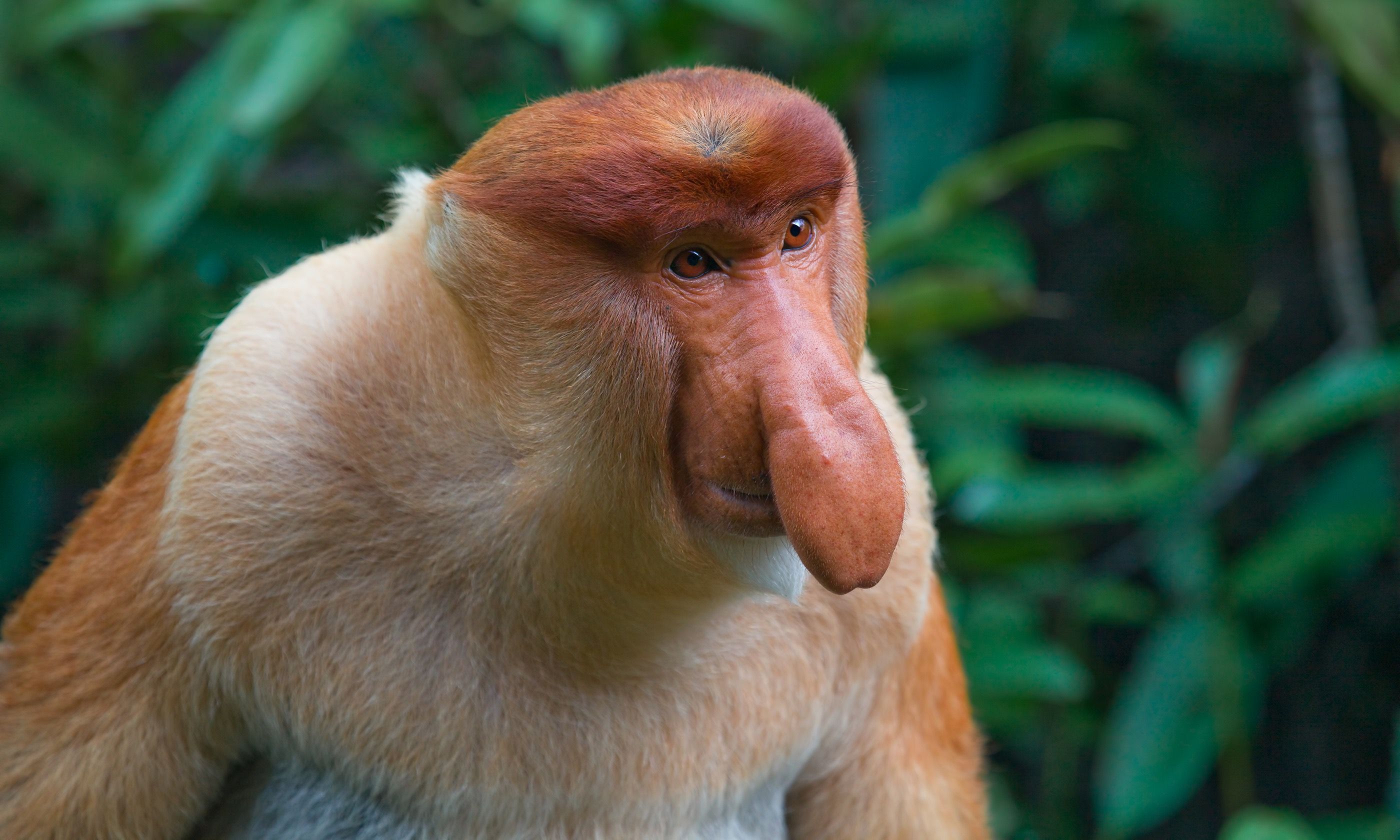 A proboscis monkey in Borneo (Dreamstime)