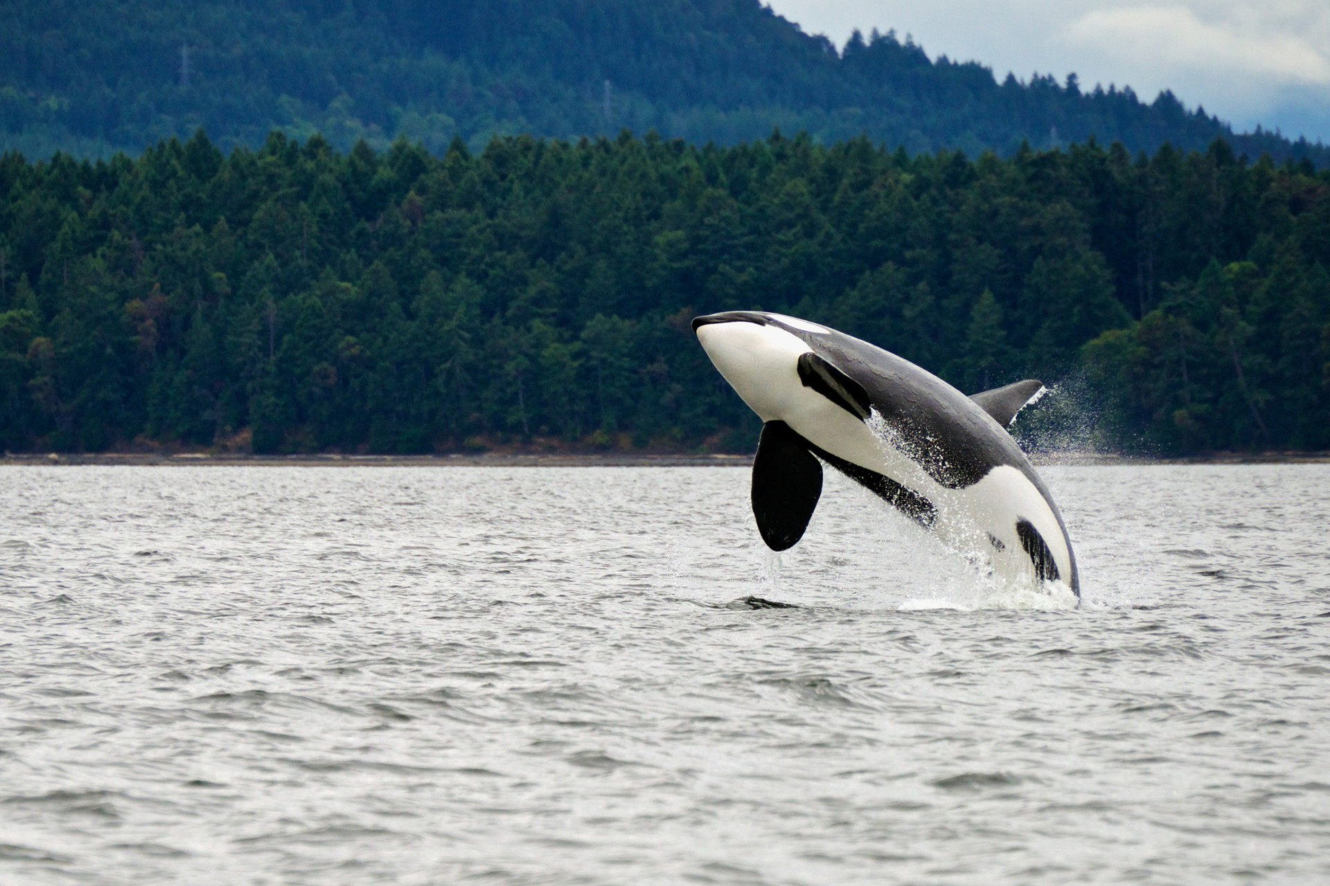 Awesome Orcas: 9 Great Spots To See Killer Whales in the Wild | Wanderlust
