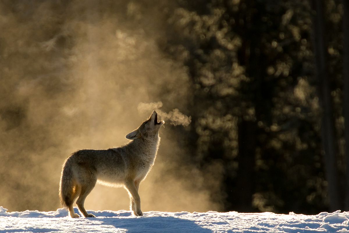 How the reintroduction of wolves has changed Yellowstone National Park ...