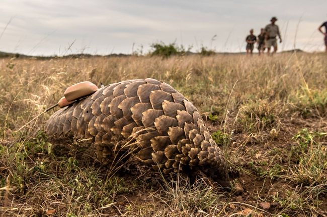 7 Places To See Pangolins In Africa Wanderlust 7 Places To See Pangolins In Africa Wanderlust