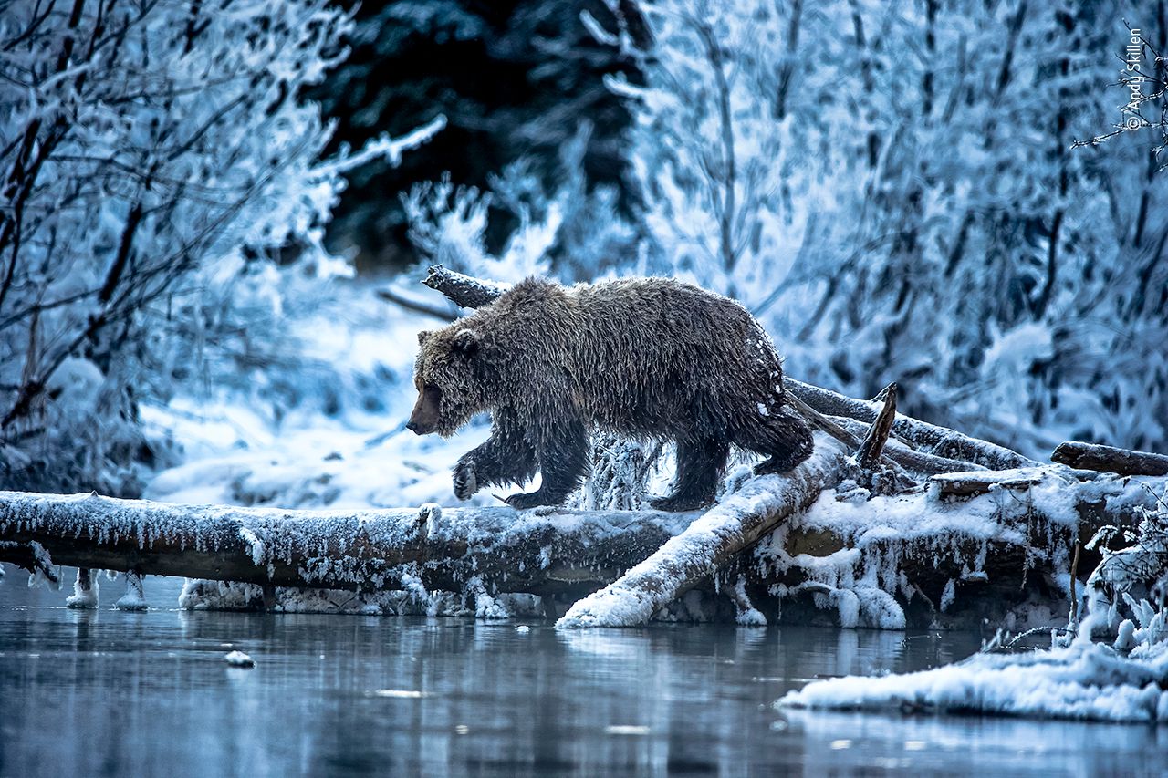 GALLERY: The 25 stunning images shortlisted for the Wildlife