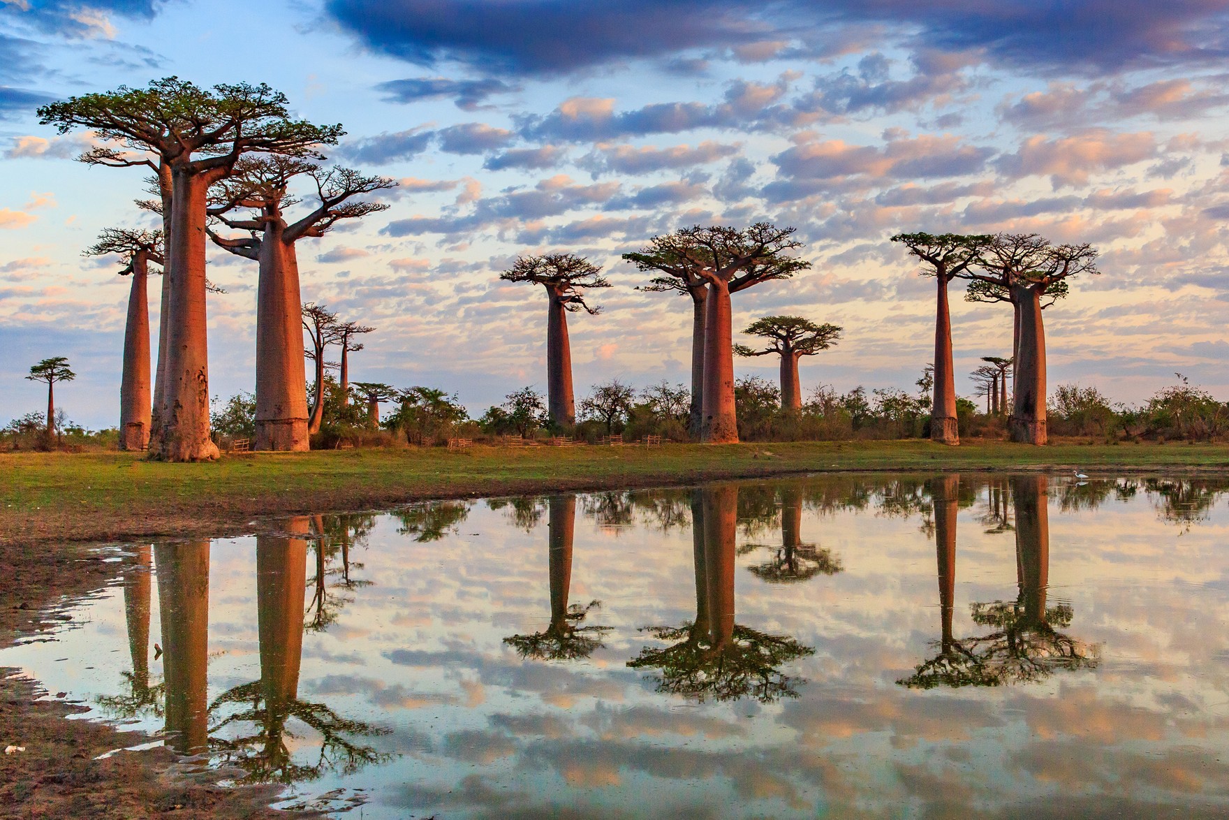 9 of the World's Most Unique, Iconic and Unusual Trees | Wanderlust