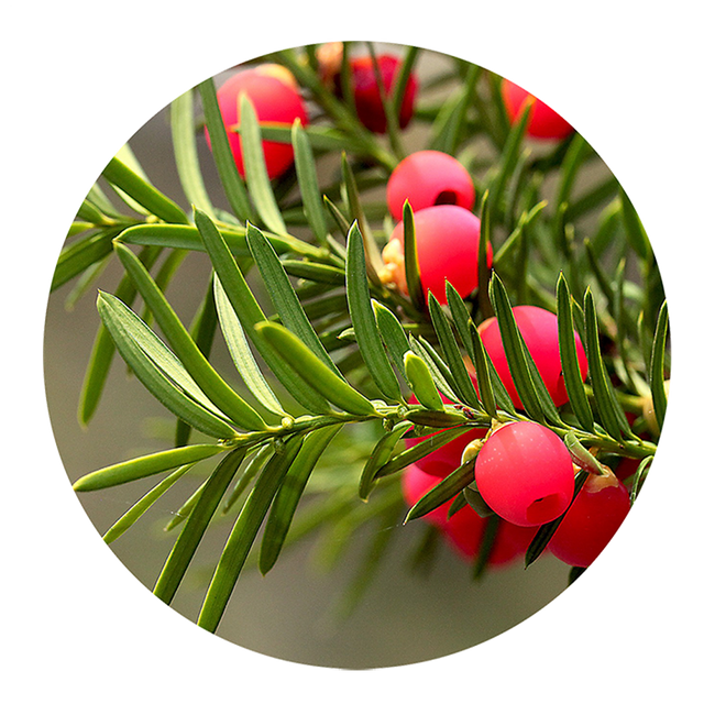 The Uk S Oldest And Most Historic Ancient Trees Wanderlust