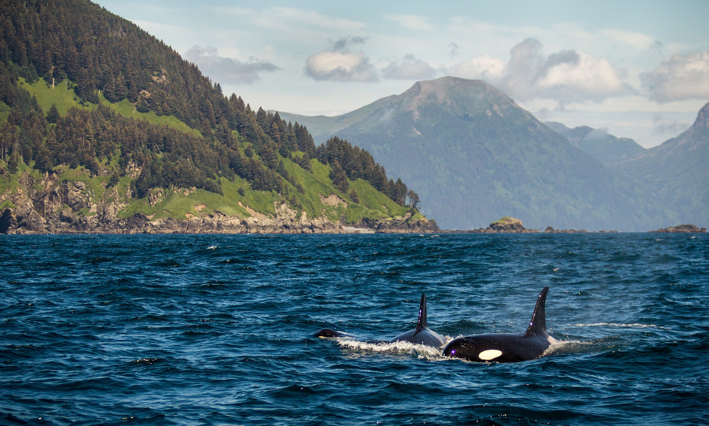 Awesome orcas 9 great spots to see killer whales in the wild (News 19