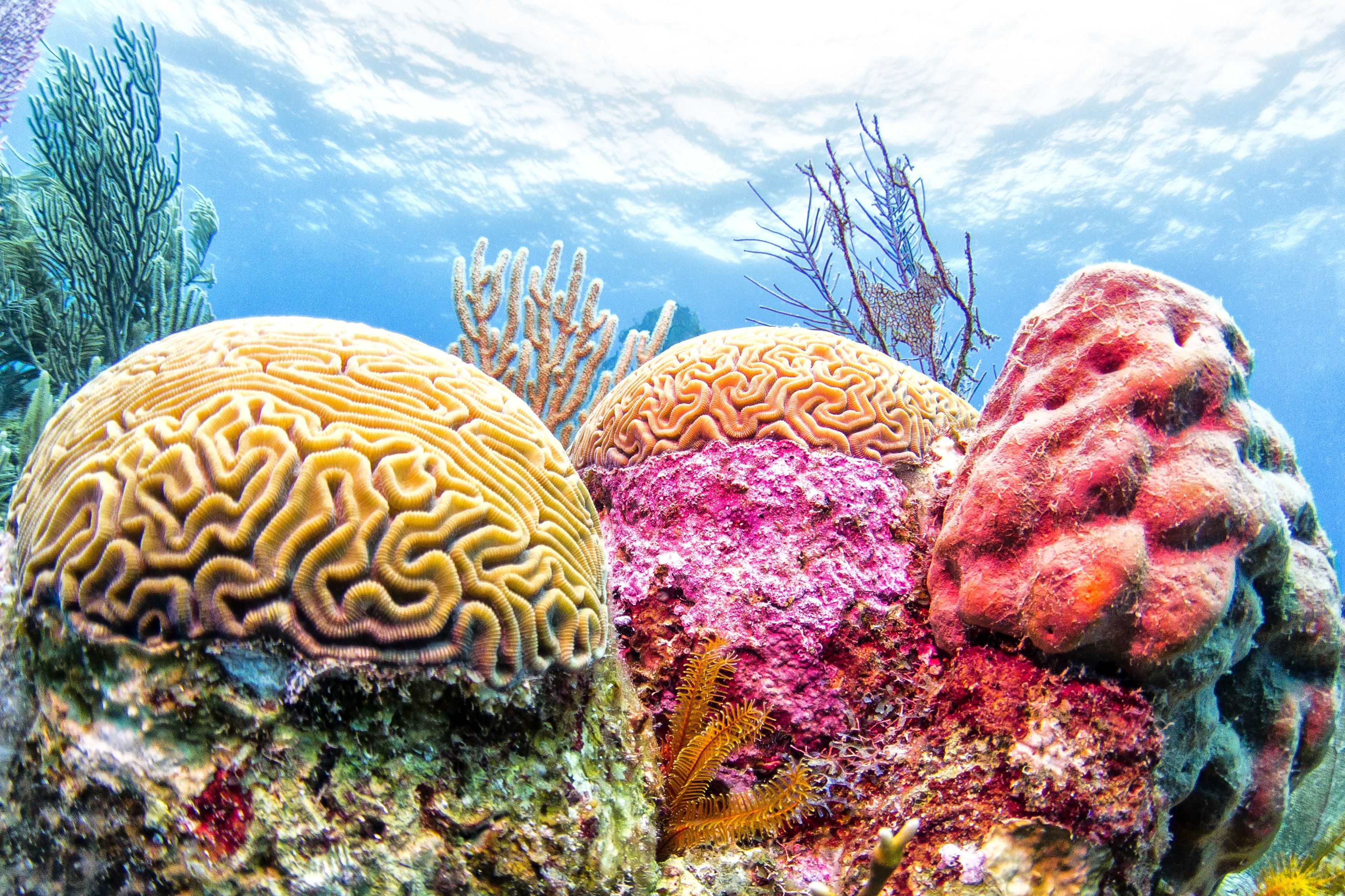 Corals in Belize. (Dreamstime)