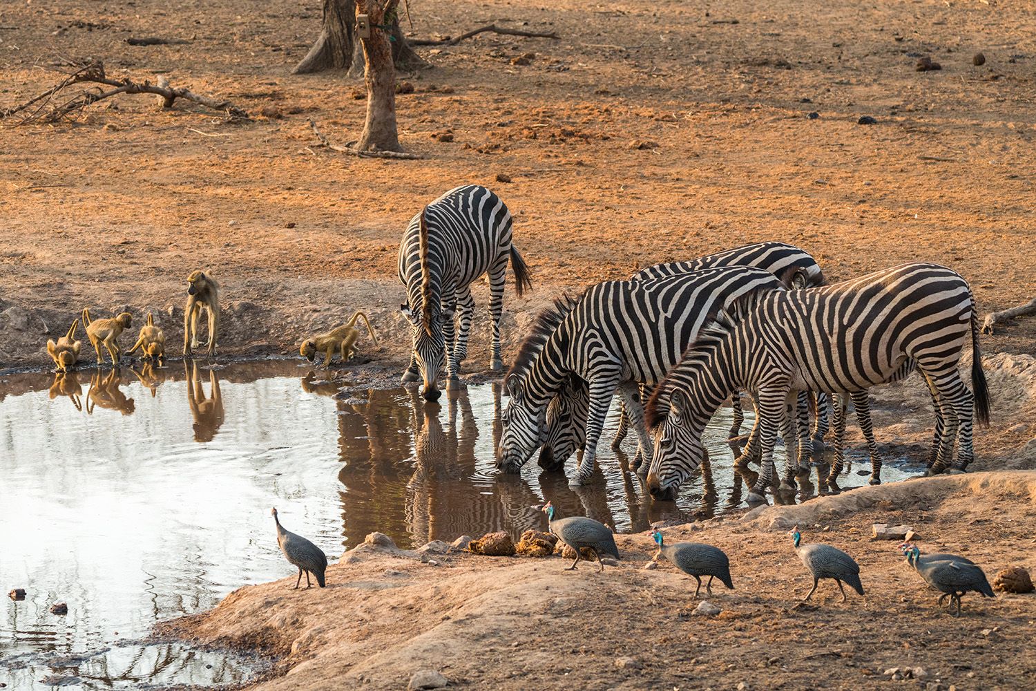 13 secret African safaris without the crowds Wanderlust