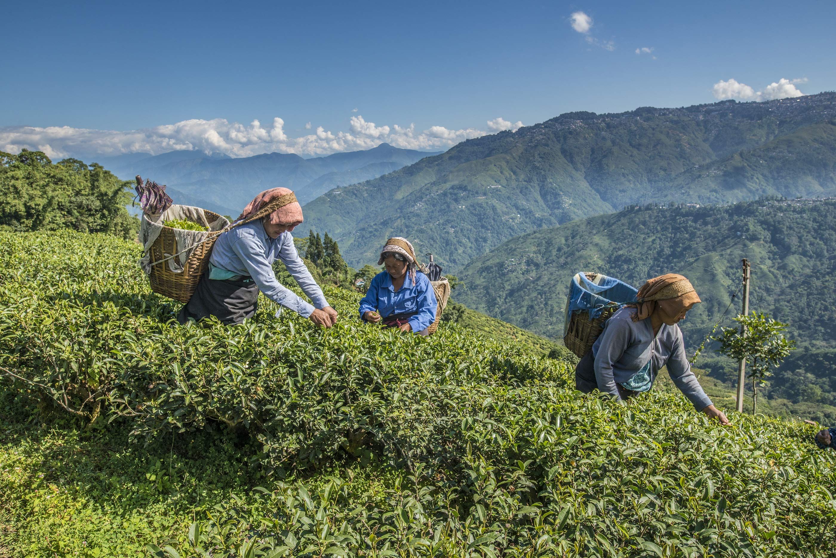 How much do you know about the world’s tea plantations? | Wanderlust