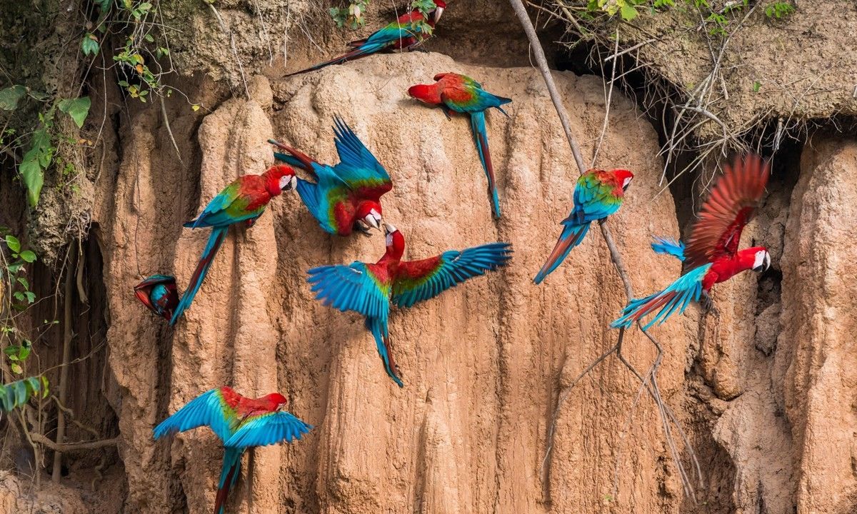 Macaws in the Peruvian Amazon (Shutterstock)