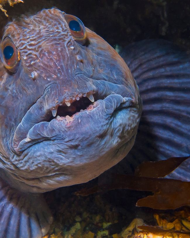 fish head Weird sea creatures, Sea life animals, Deep sea creatures