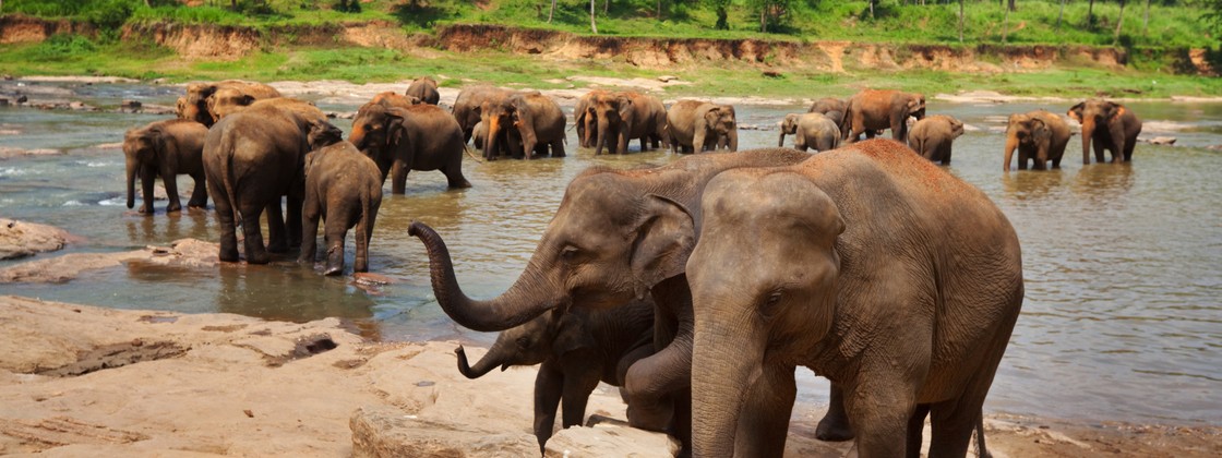Elephants Bathing In Sri Lanka Dreamstime Elephants Bathing In Sri Lanka Dreamstime