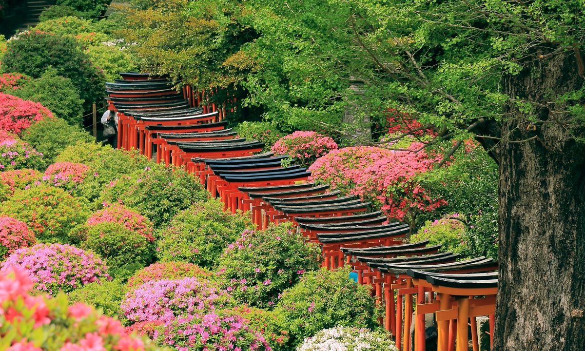 Torii gates leading through rhododendrons at Nezu Shrine (Shutterstock)