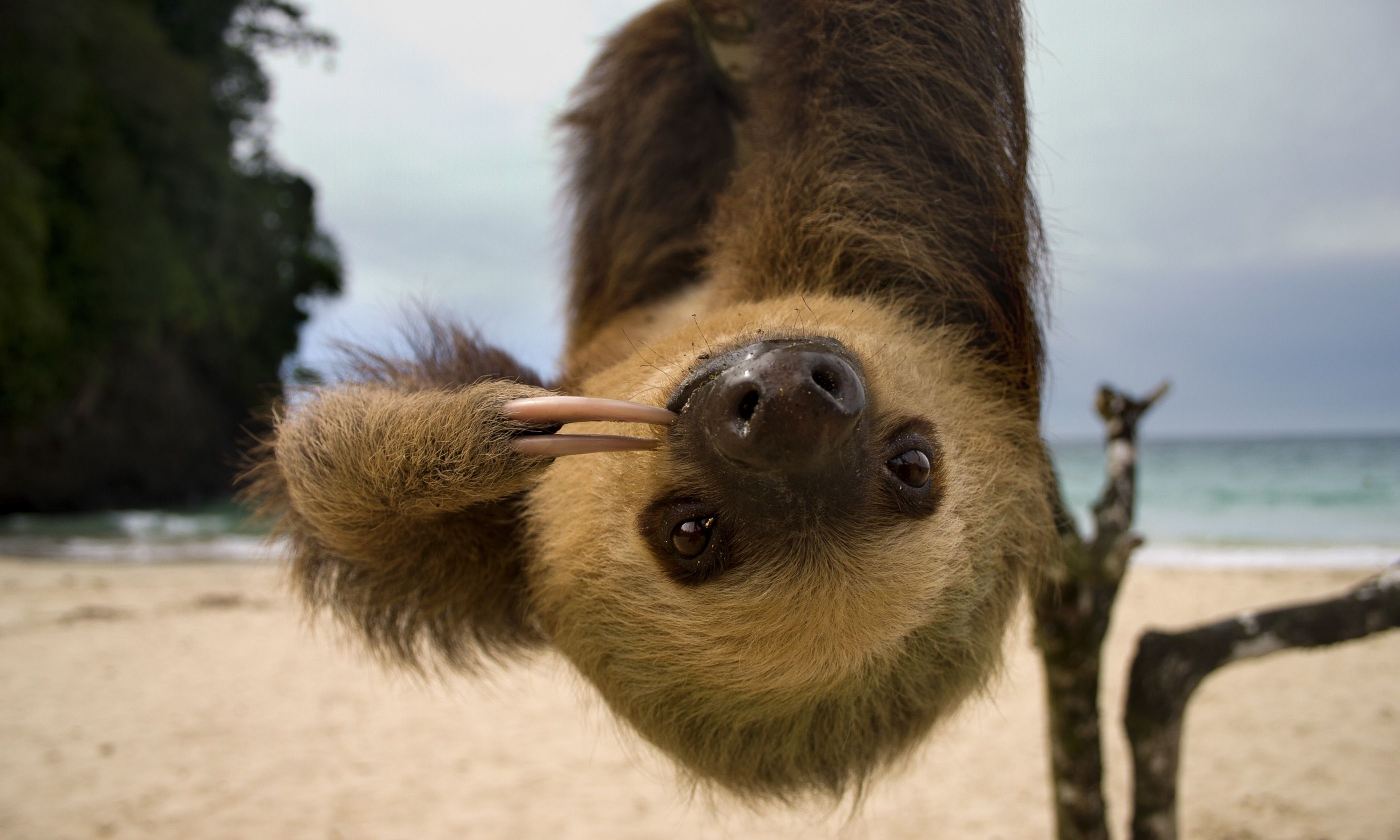 Just hanging around in Costa Rica (Dreamstime)
