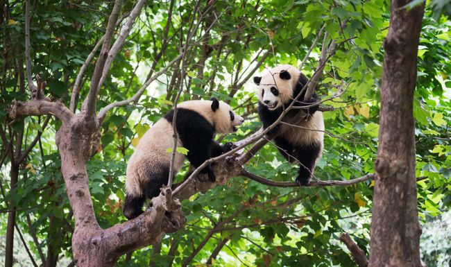 A pair of pandas mated in a zoo in Hong Kong after 13 years together (Shutterstock)