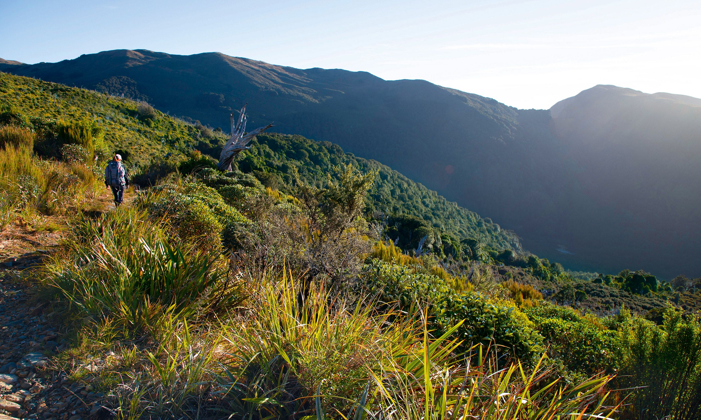 On The Road Again New Zealands New Great Walk The Paparoa - 