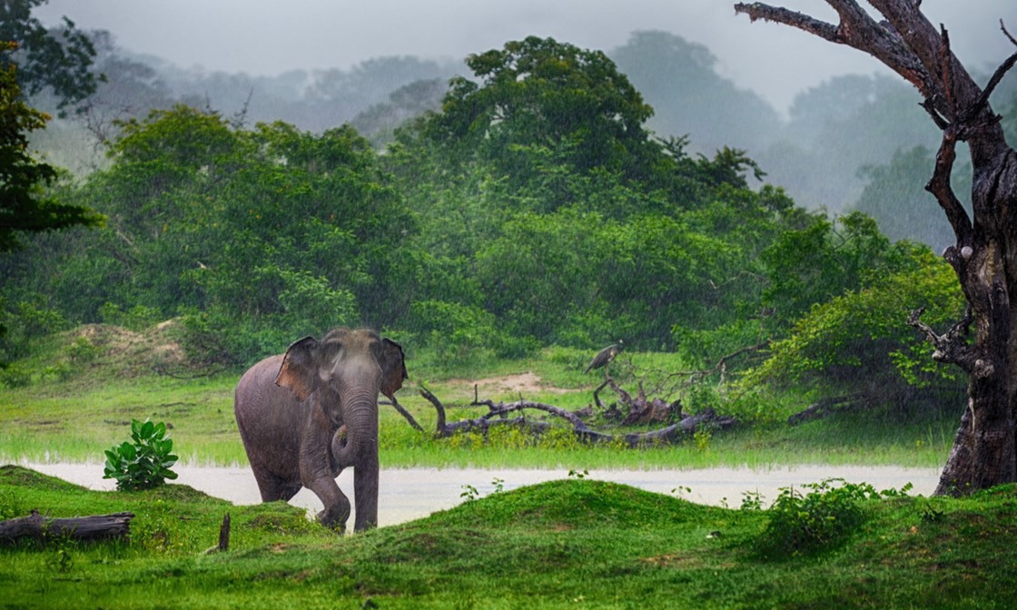 14 of the Best Things To Do in Sri Lanka Wanderlust 14 of the Best Things To Do in Sri Lanka Wanderlust