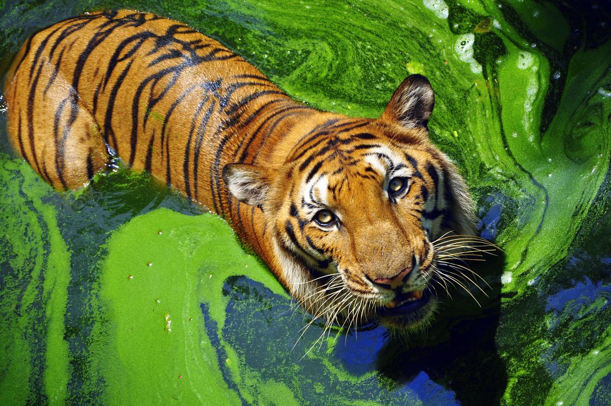 Bengal tiger. (Shutterstock)
