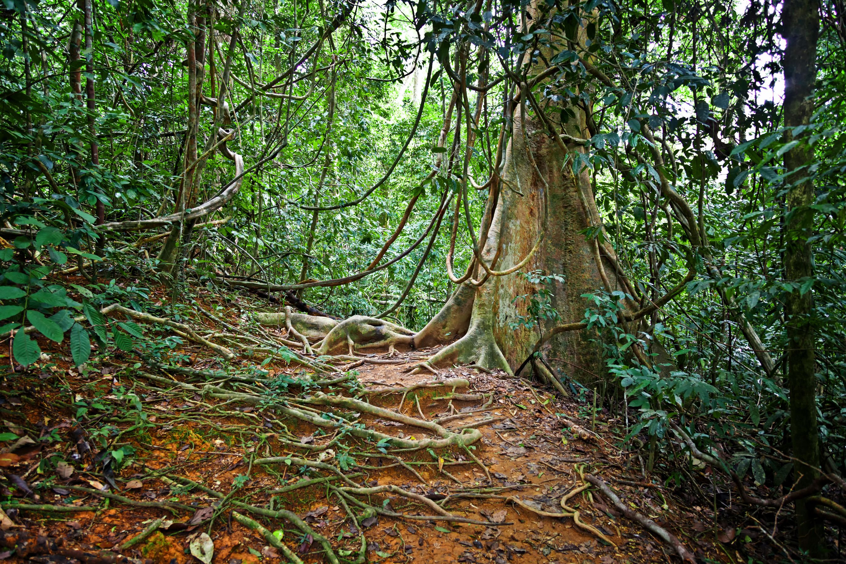 Taman Negara National Park, Malaysia. (Dreamstime)