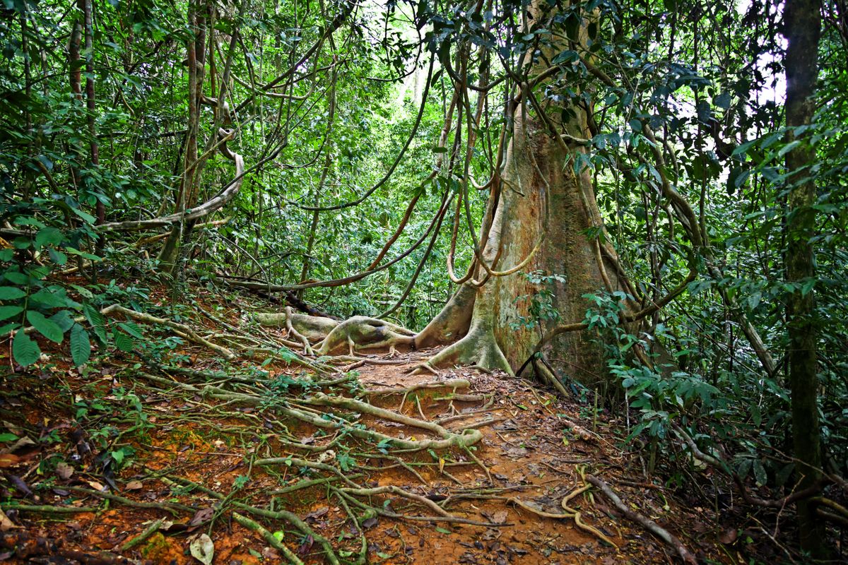 Taman Negara National Park, Malaysia. (Dreamstime)