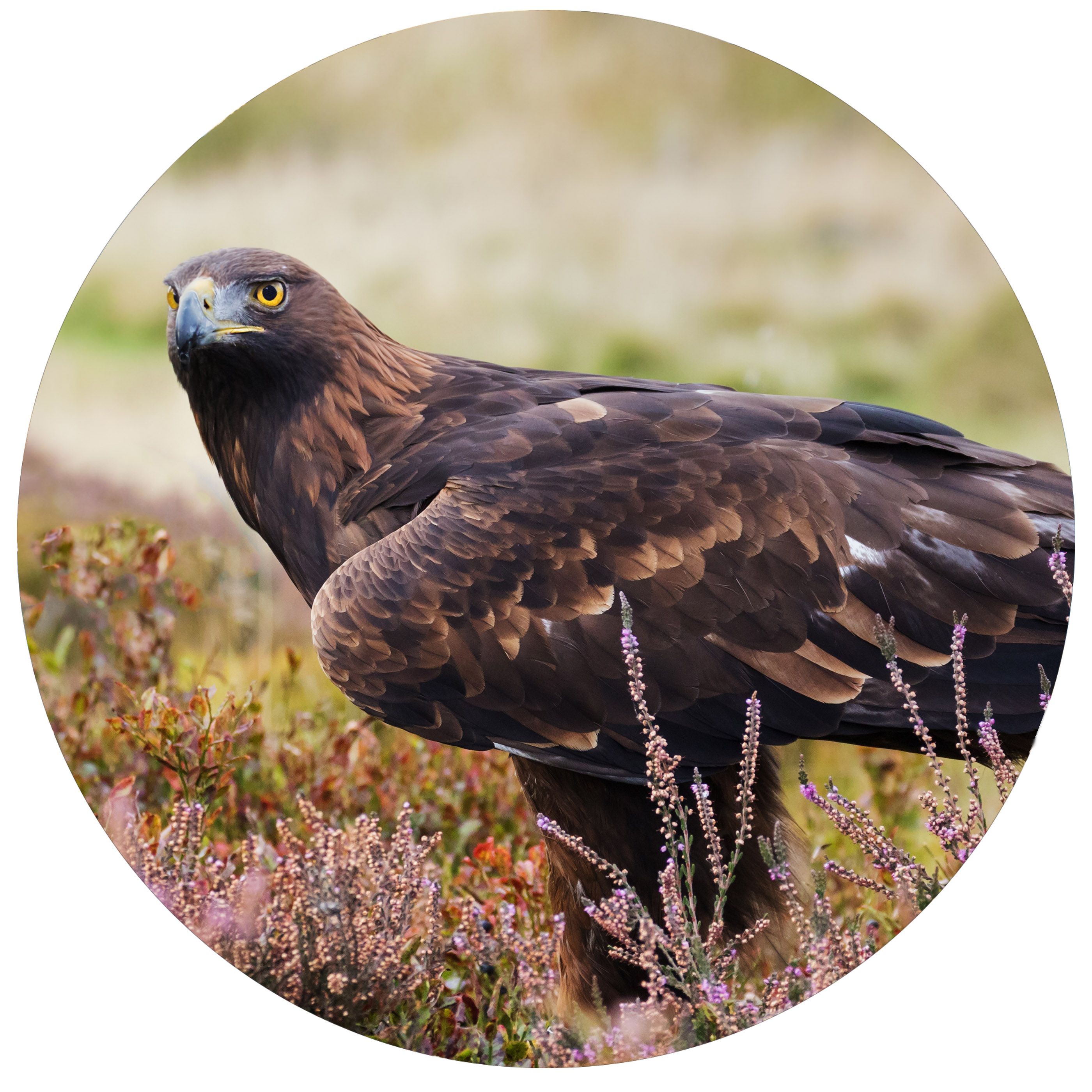 Where can you see golden eagles in Scotland? Wanderlust