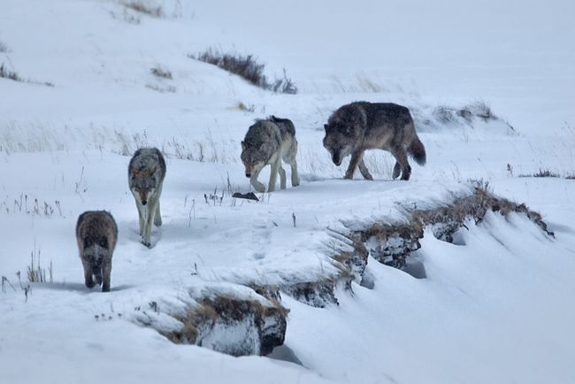How the reintroduction of wolves has changed Yellowstone National Park ...