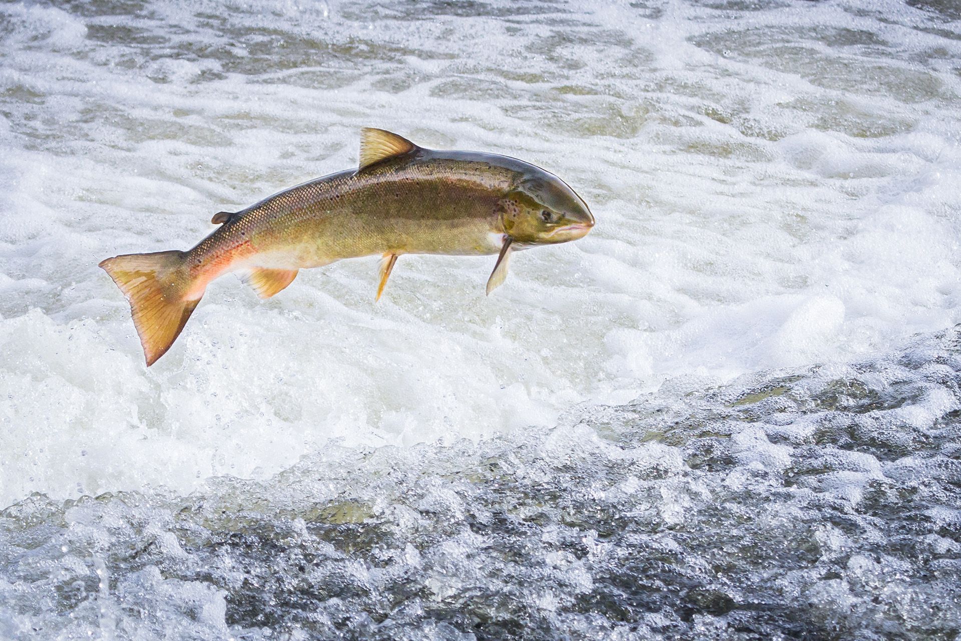 Best places to see the salmon run in Canada Wanderlust