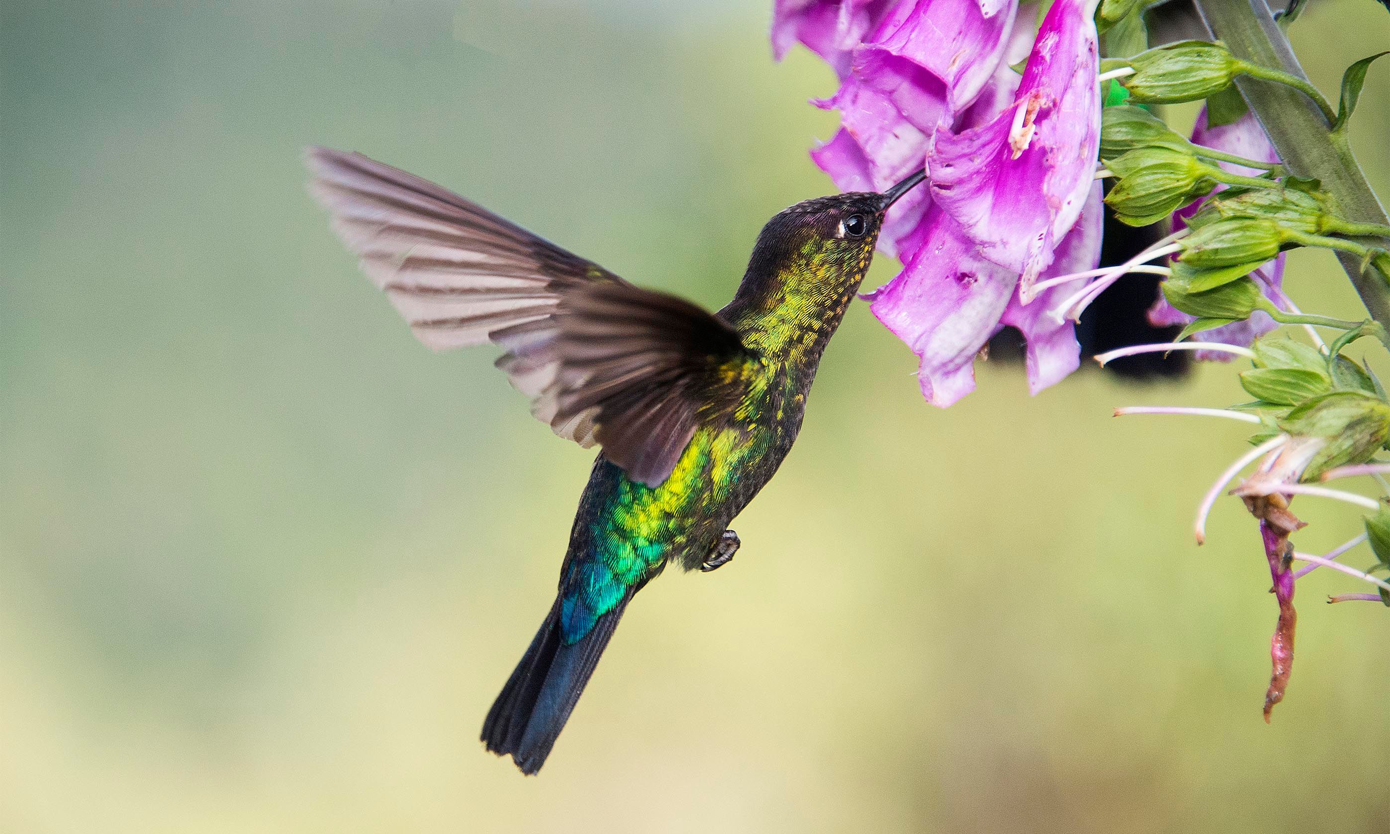 Guide To Wildlife In Costa Rica Wanderlust - 