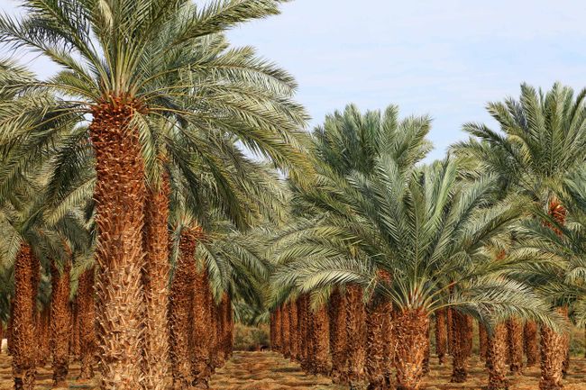 مزرعة تمر بالمملكة العربية السعودية (Shutterstock)