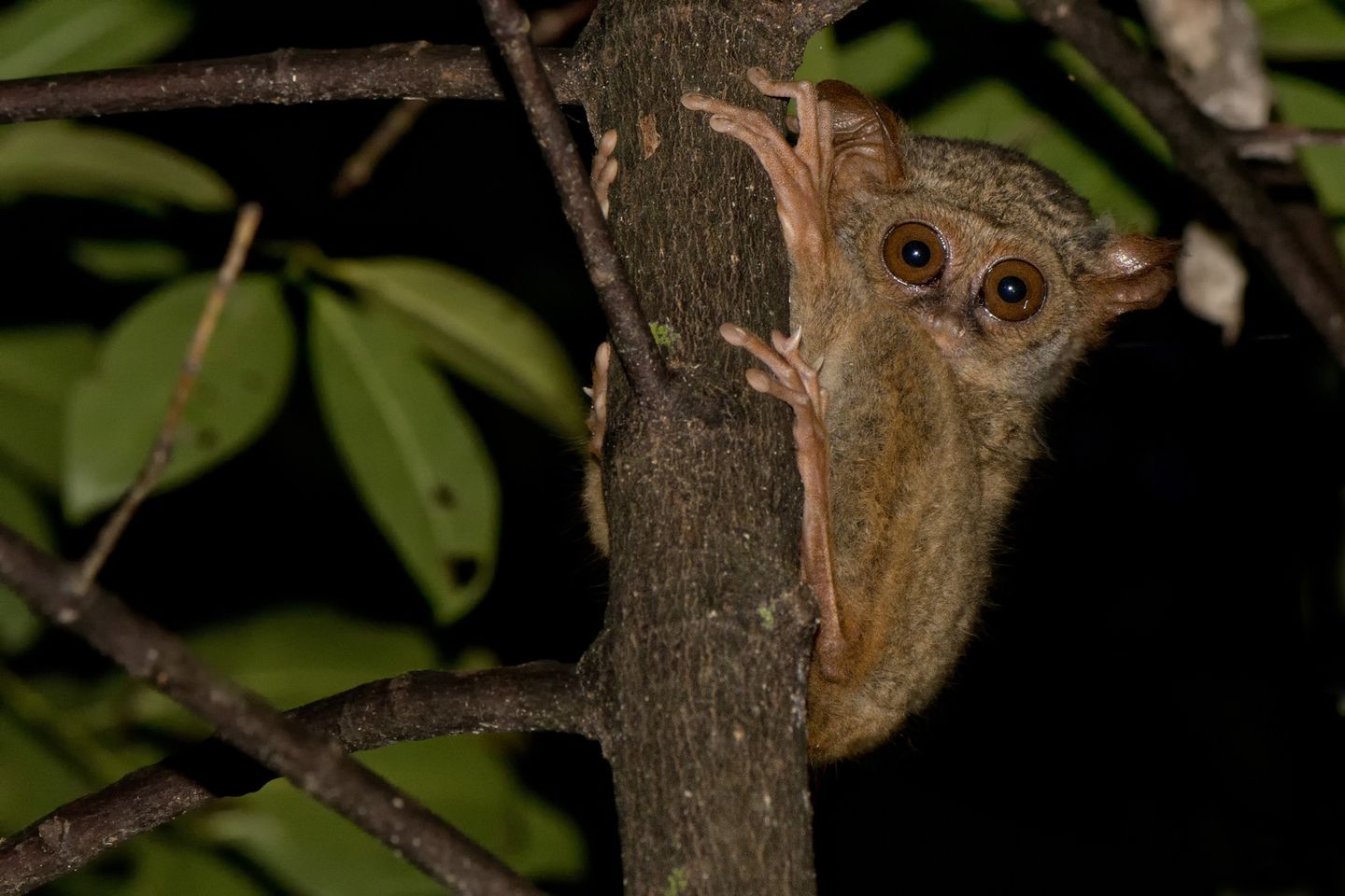 A tarsier in the wild (Dreamstime)