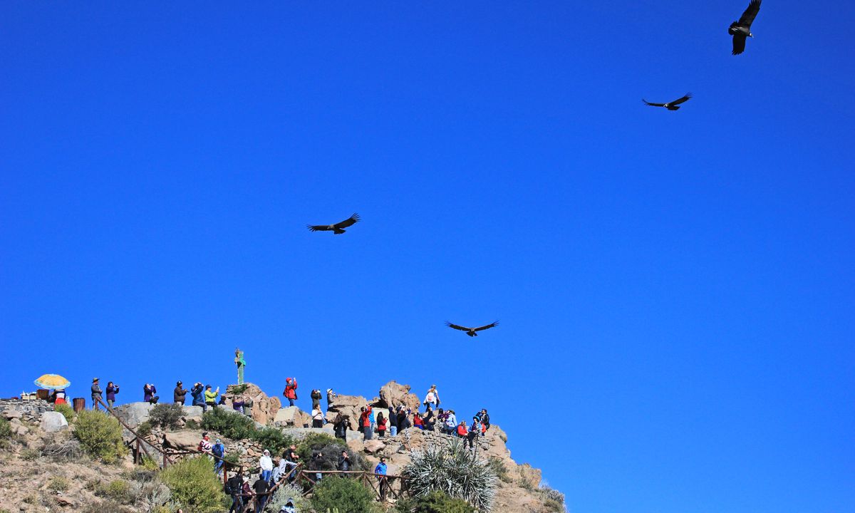 Condors soar in the sky at Colca Canyon, Peru (Dreamstime)