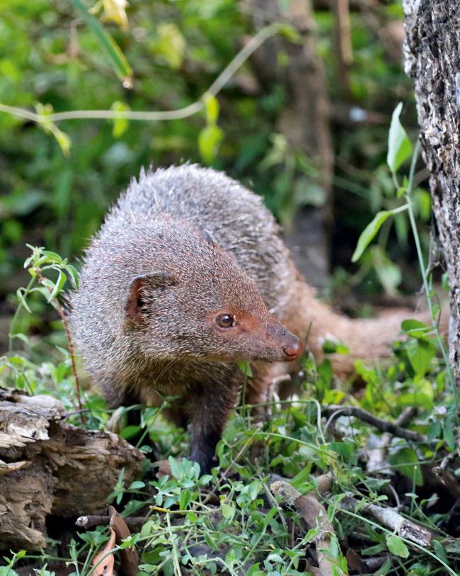 The ruddy mongoose is native to Sri Lanka (Mike Unwin)