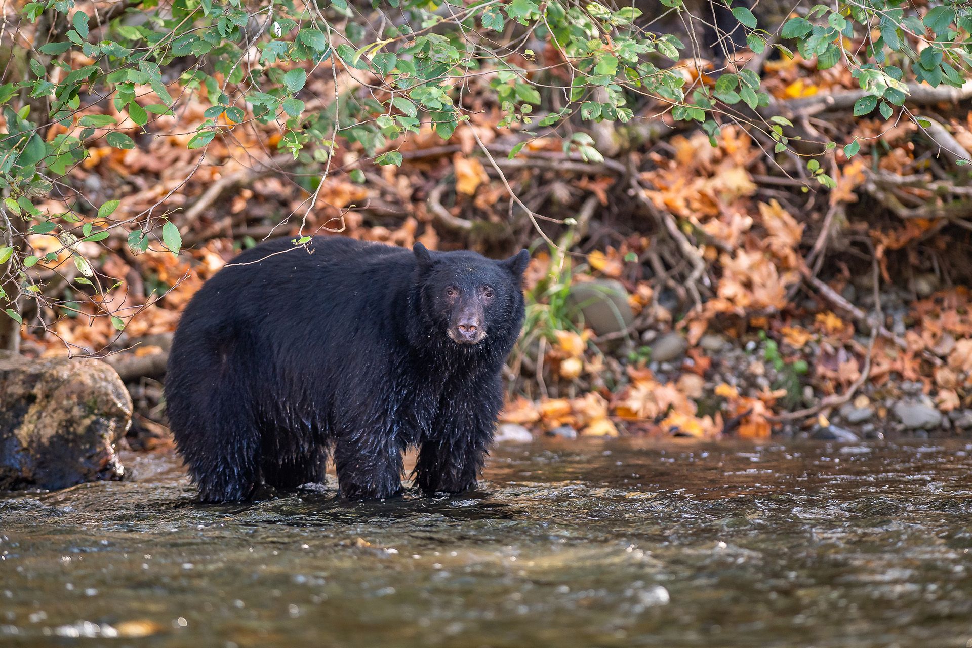 Best places to see the salmon run in Canada Wanderlust