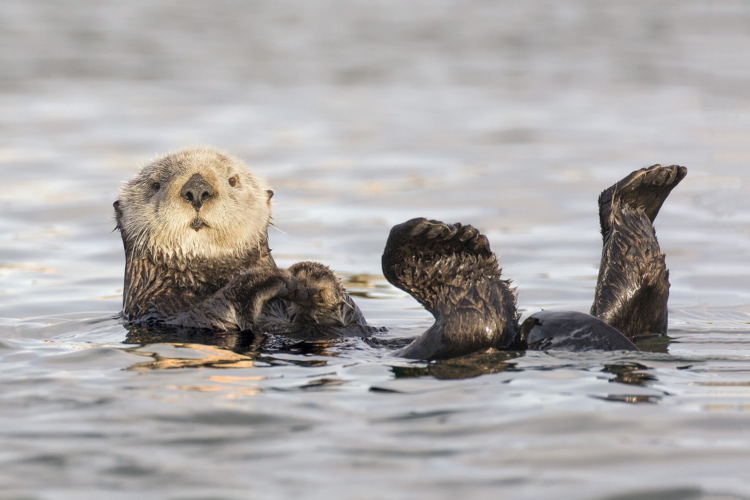 Sea otter floating on its back (Shutterstock)