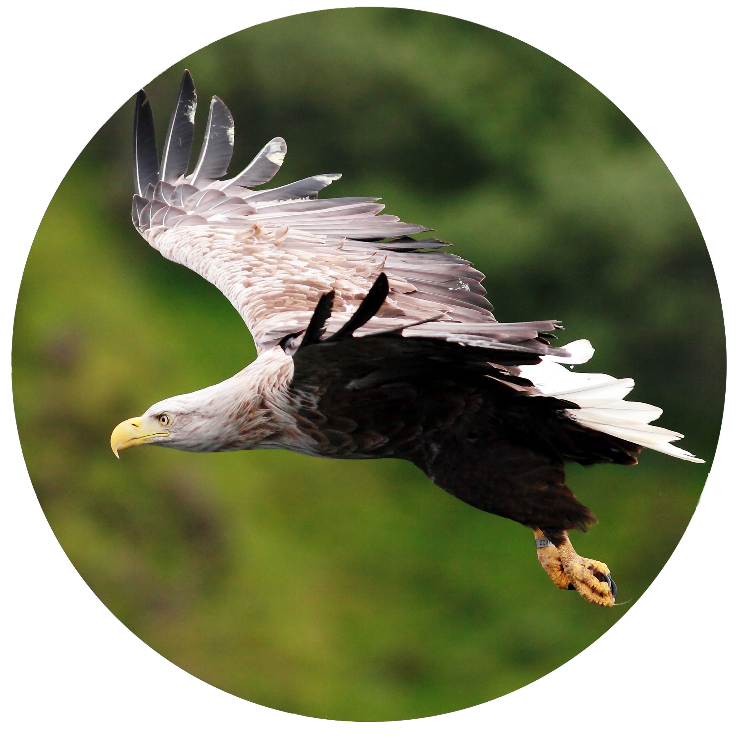 Where Can You See Golden Eagles In Scotland Wanderlust