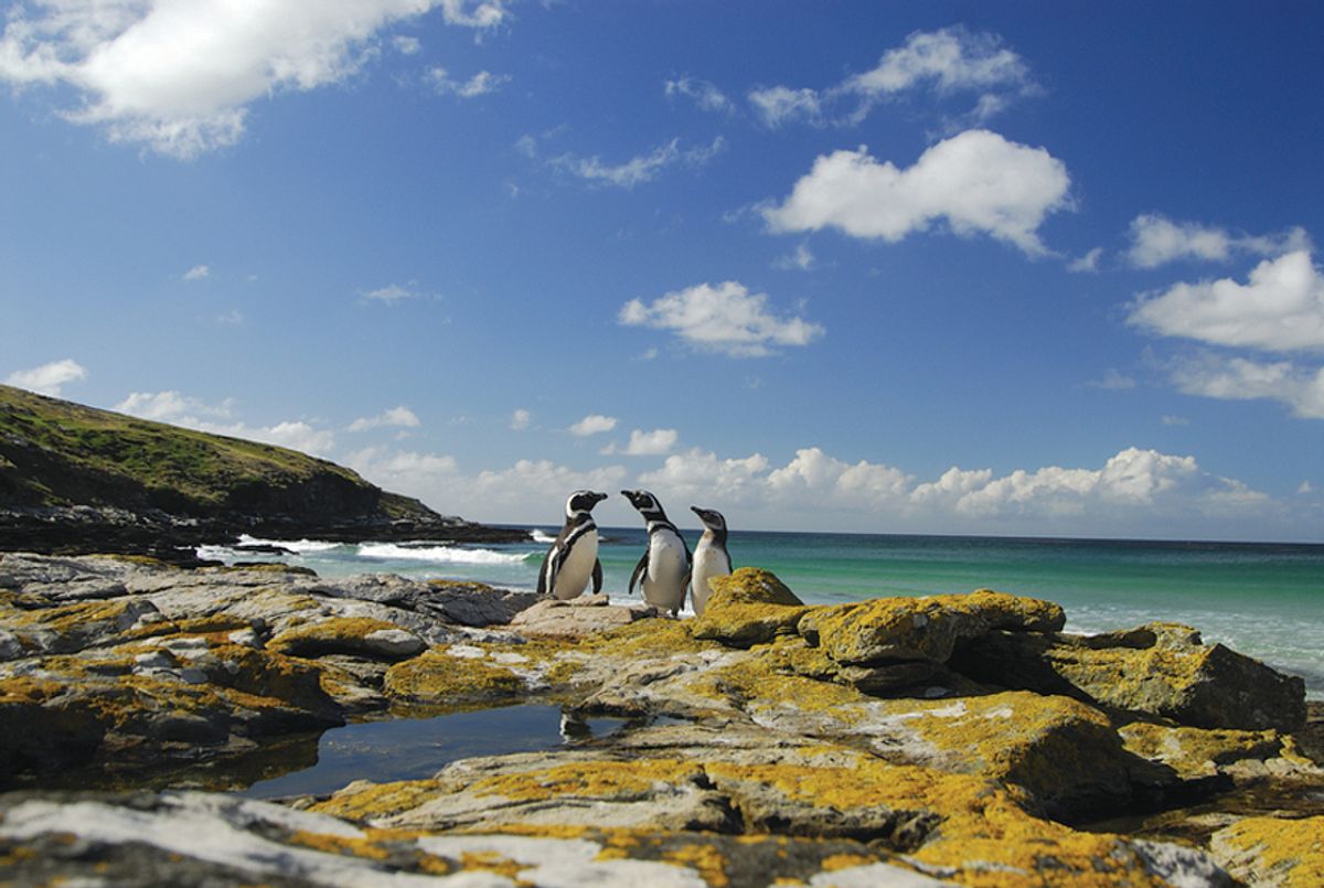 The Falkland Islands. (Dreamstime)
