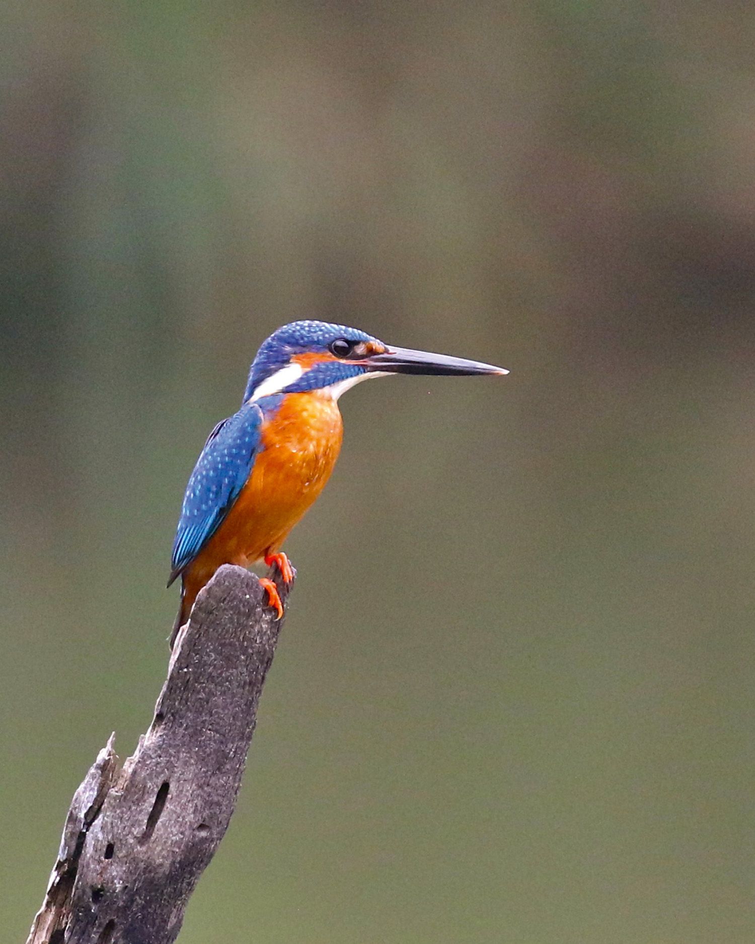 A common kingfisher surveys the prospect of a meal (Mike Unwin)