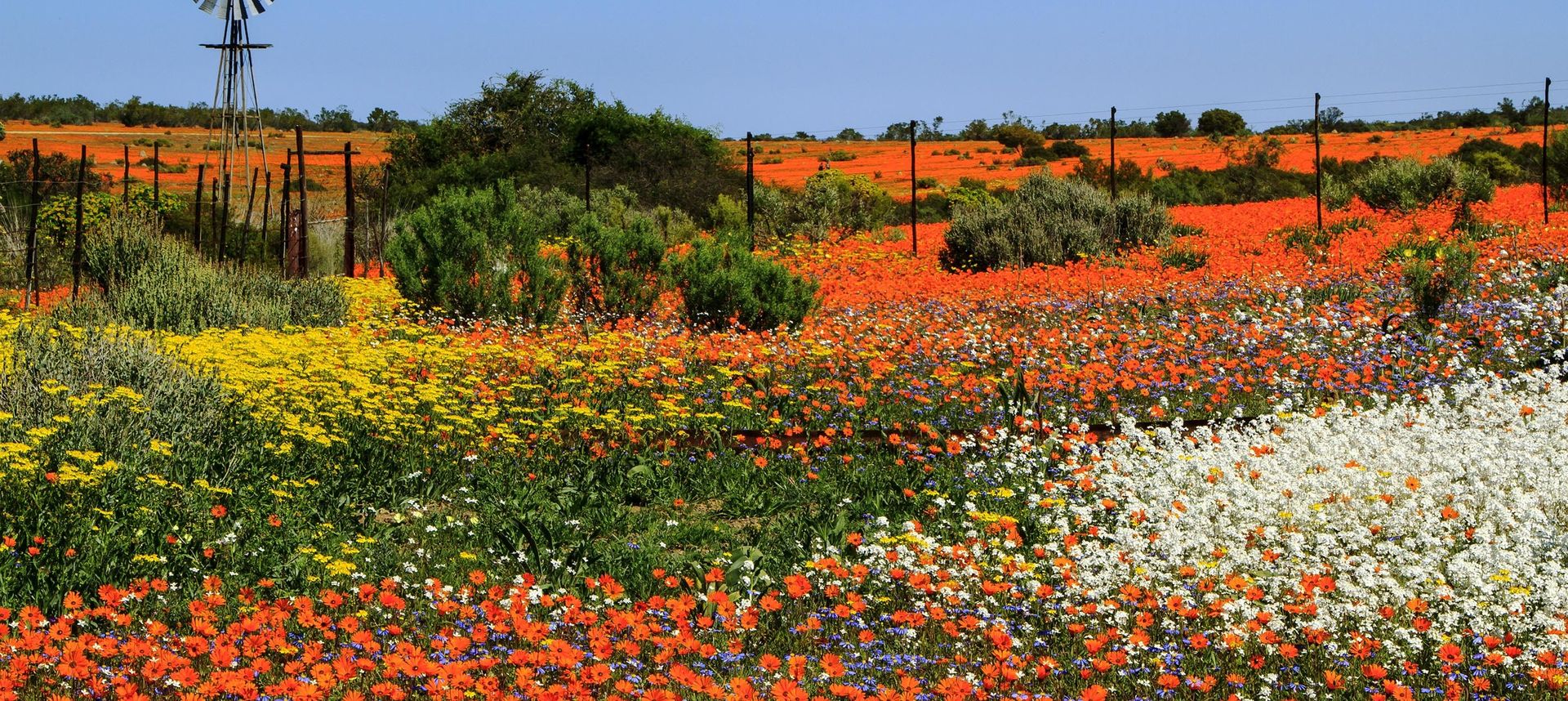 12 colourful spring scenes from around the world