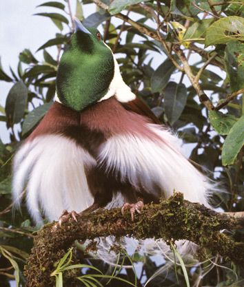 6 exotic birdwatching destinations in Papua New Guinea 6 exotic birdwatching destinations in Papua New Guinea