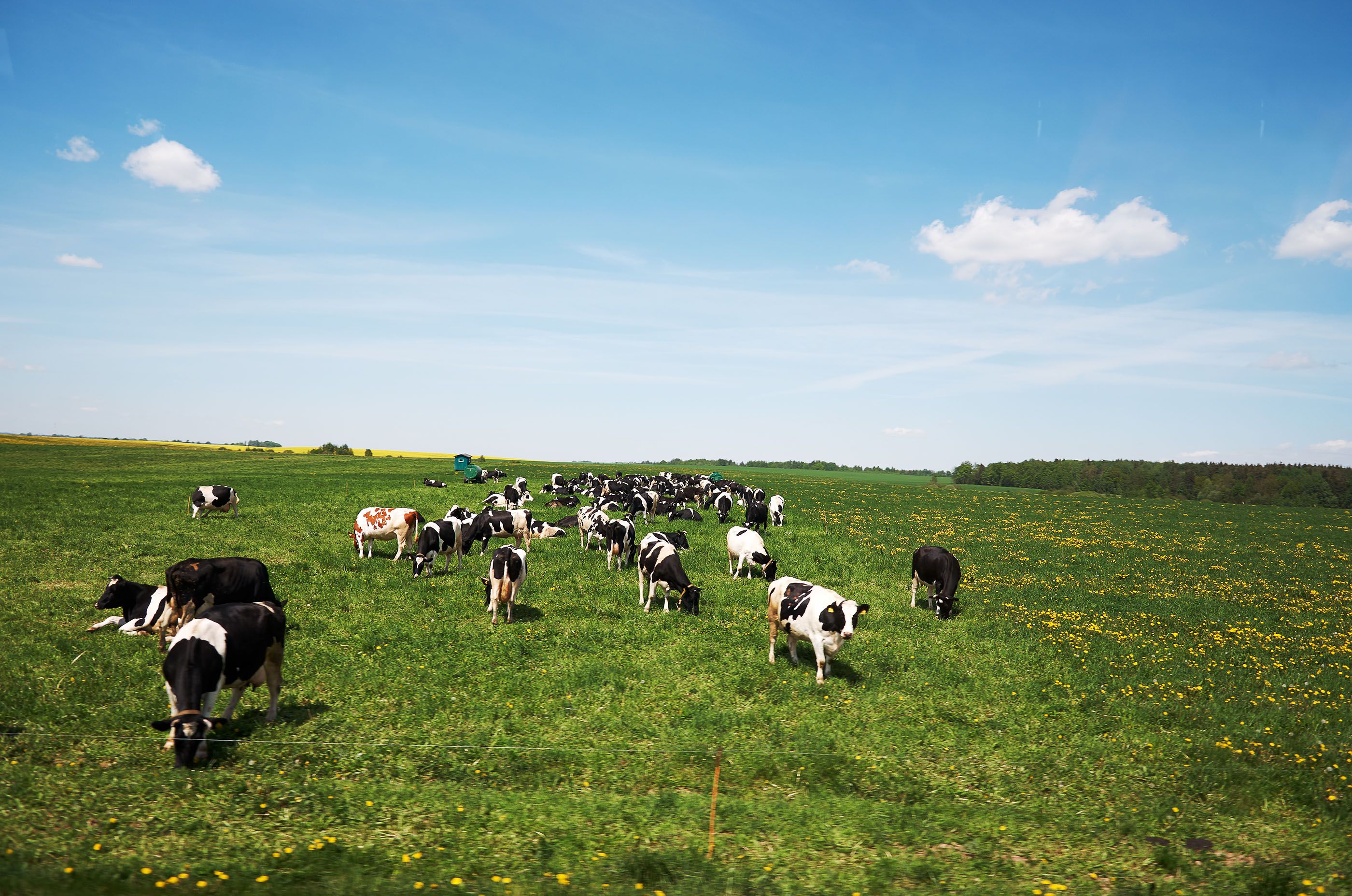 Cows stroll on a farm near Minsk, Belarus (Shutterstock)