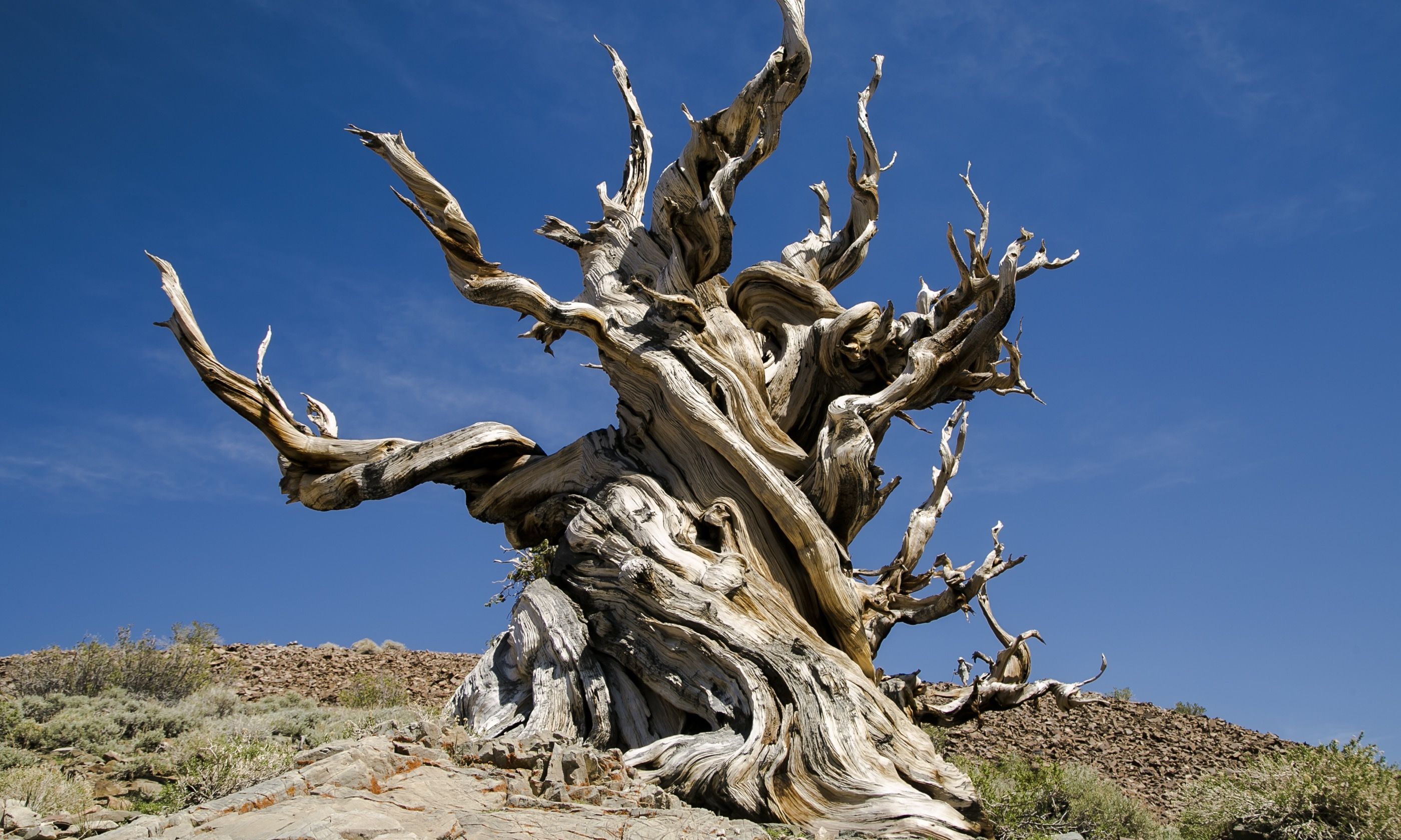 Top 10 Most Famous Trees In The World vrogue.co