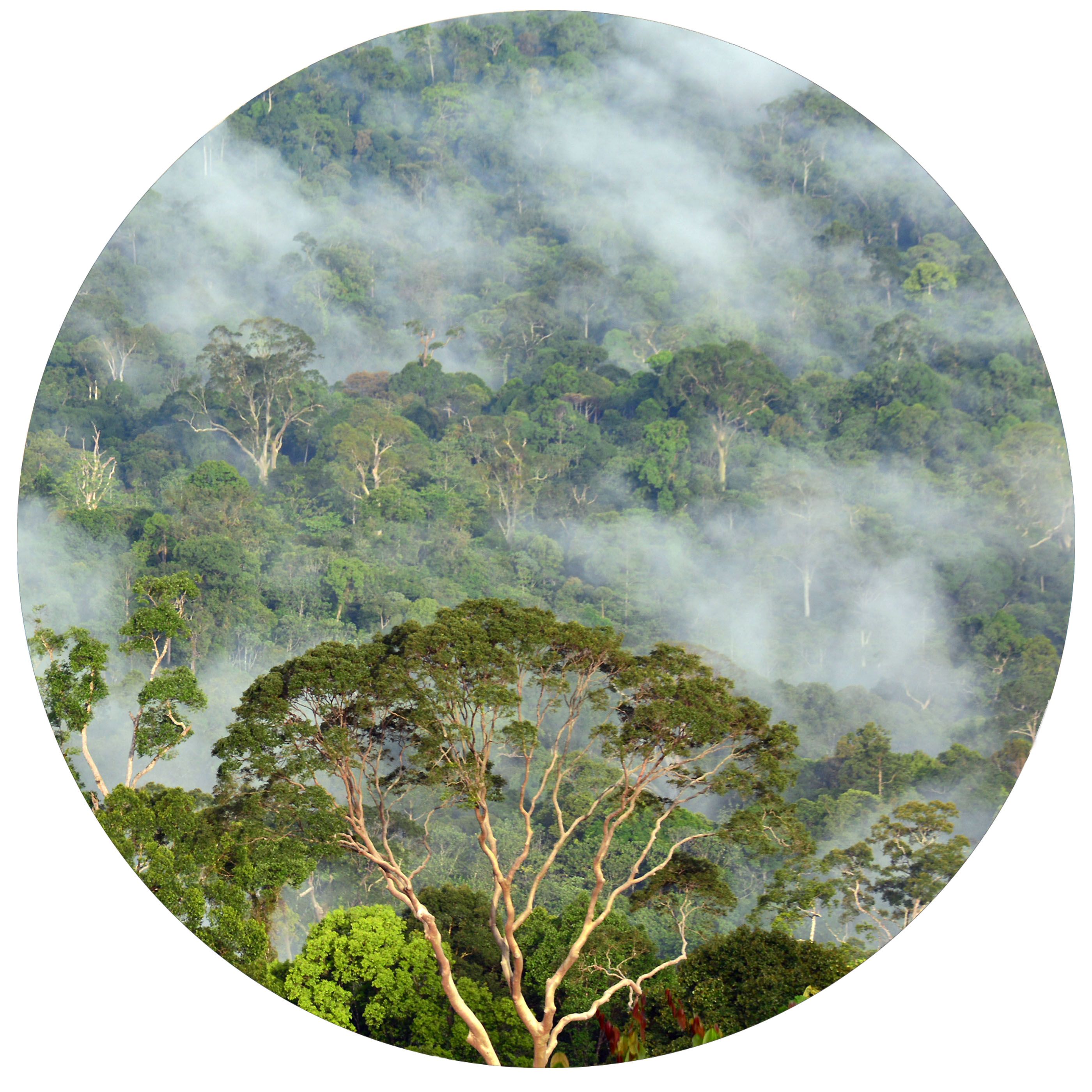 Where Was Judi Denchs Wild Borneo Adventure Filmed - 