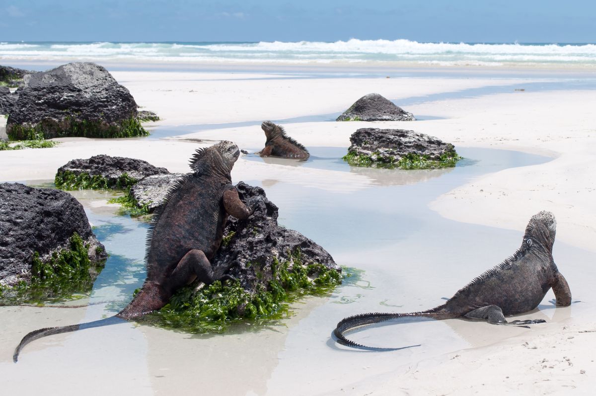 Marine iguanas, Galápagos Islands. (Shutterstock)