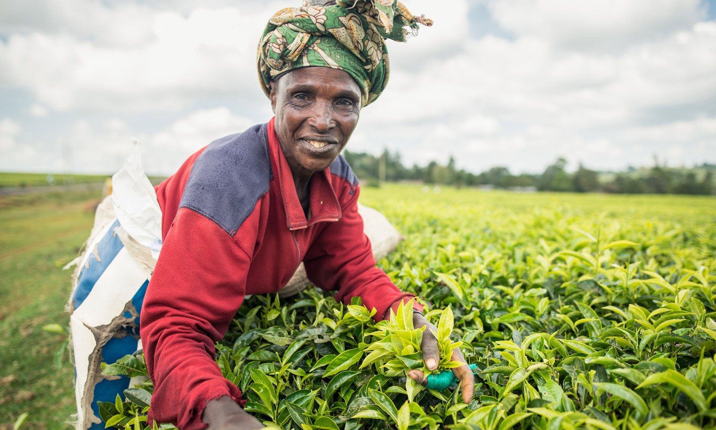 How much do you know about the world’s tea plantations? | Wanderlust