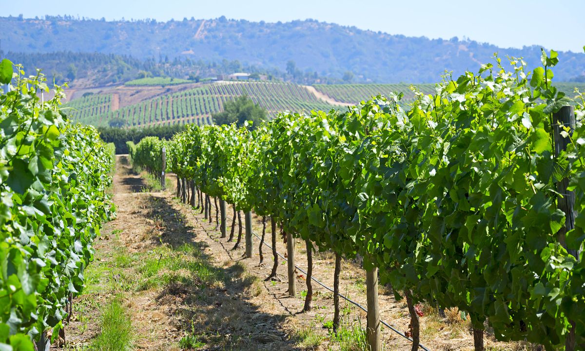 Casablanca Valley vineyard (Dreamstime)