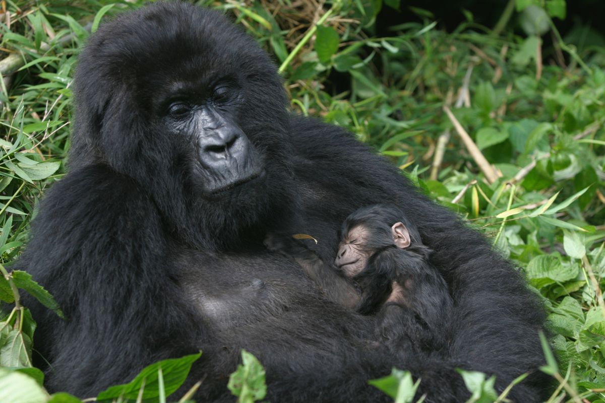 Mountain gorillas in Uganda. (Dreamstime)