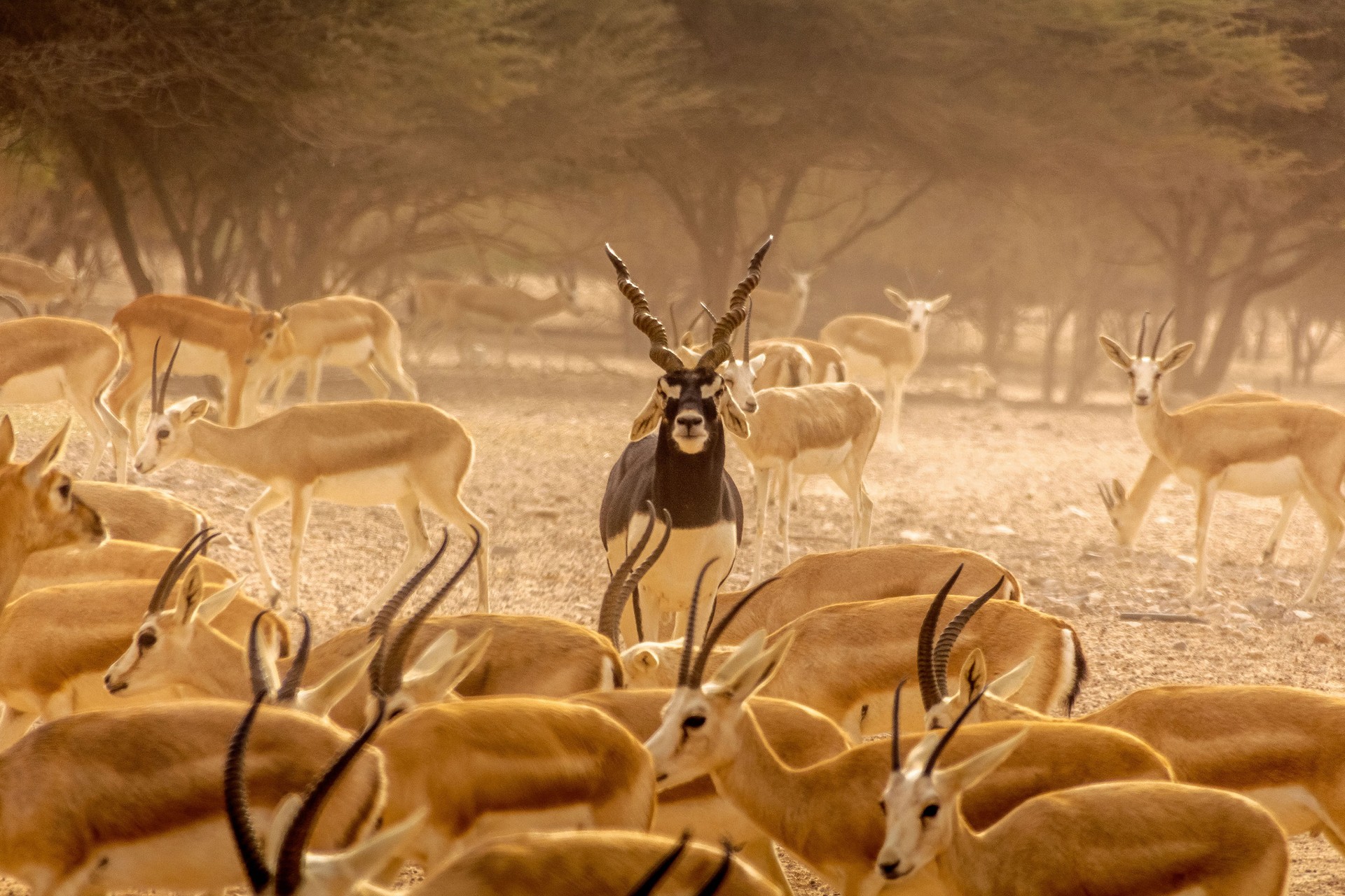 safari yas island