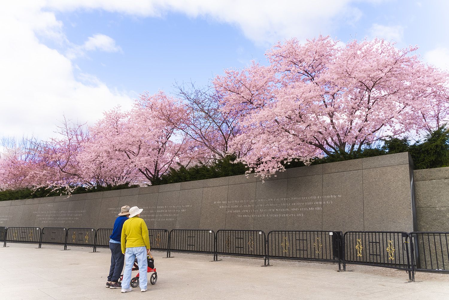 Photo gallery See Washington DC's cherry blossom reach peak bloom