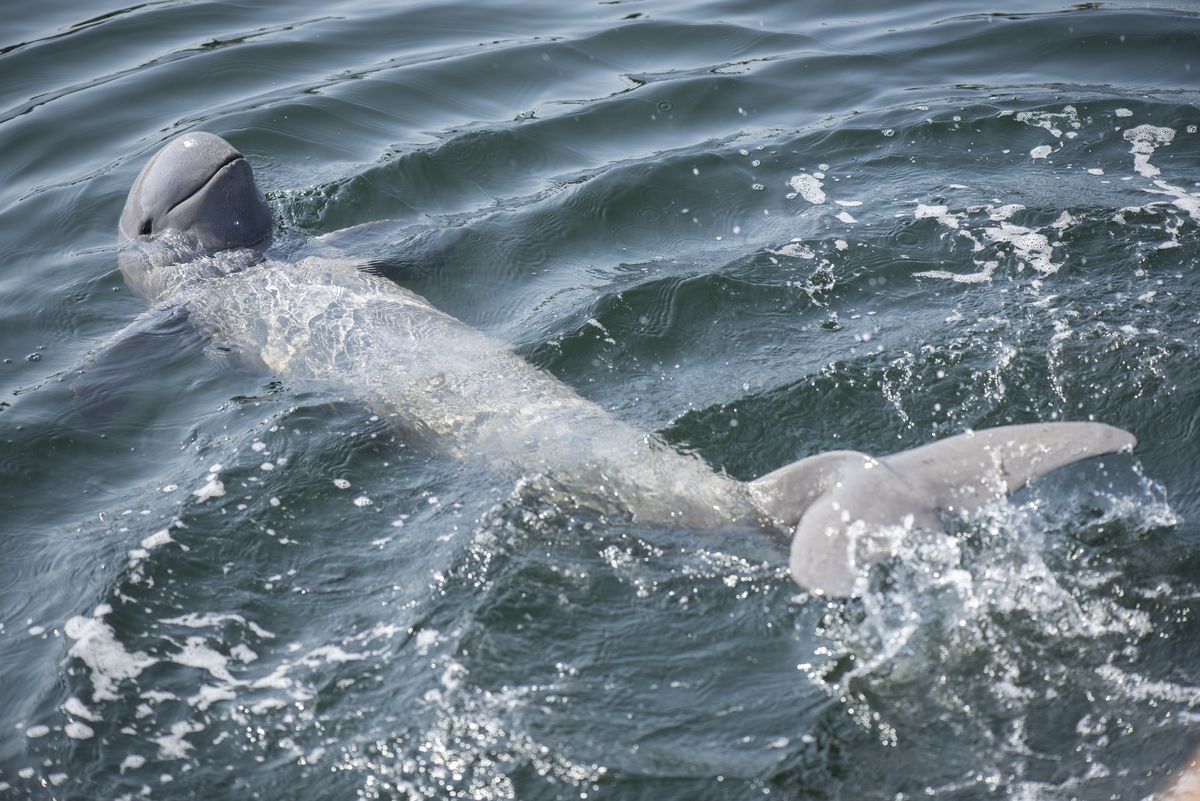 Irrawaddy dolphin. (Dreamstime)