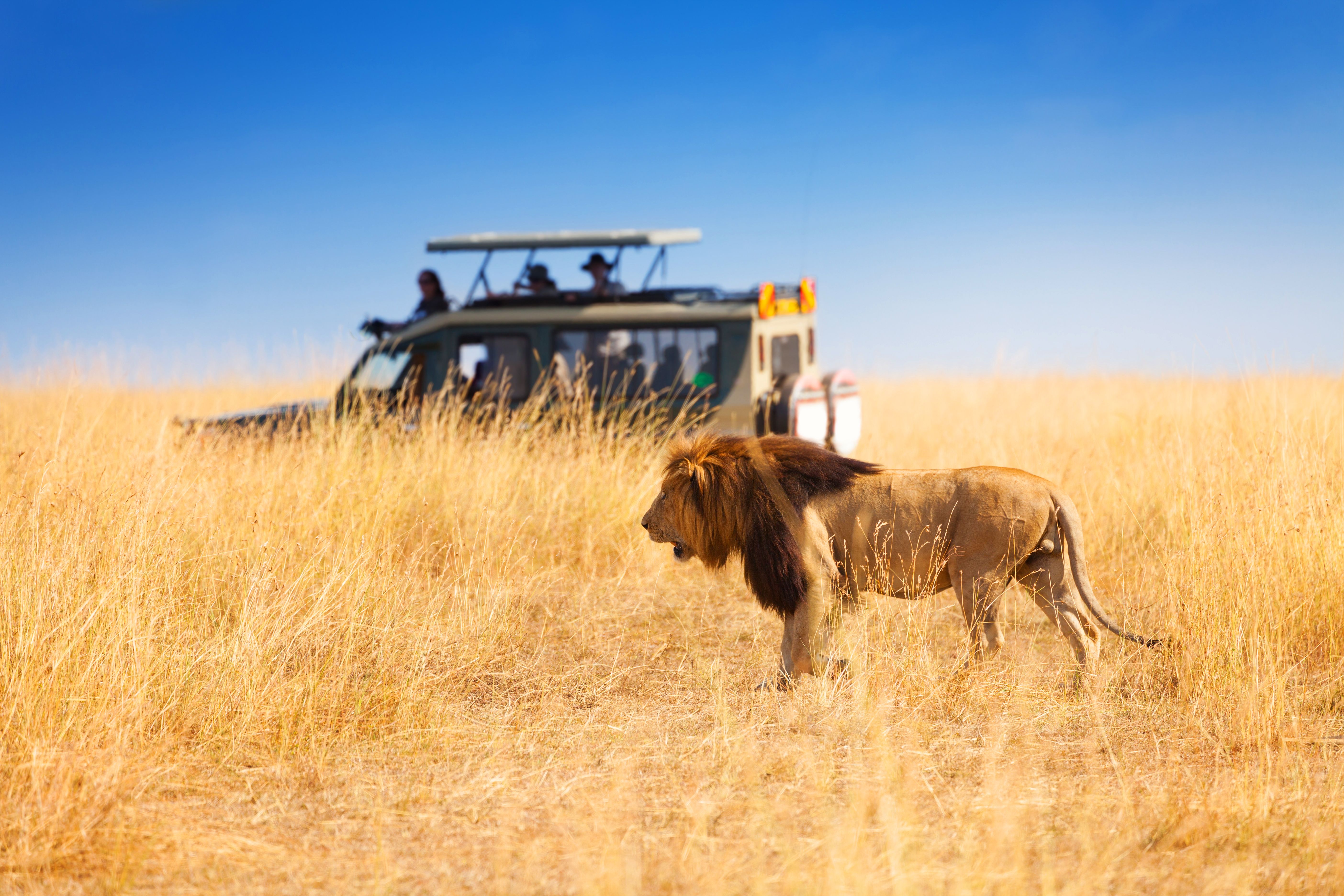 Image result for african safari