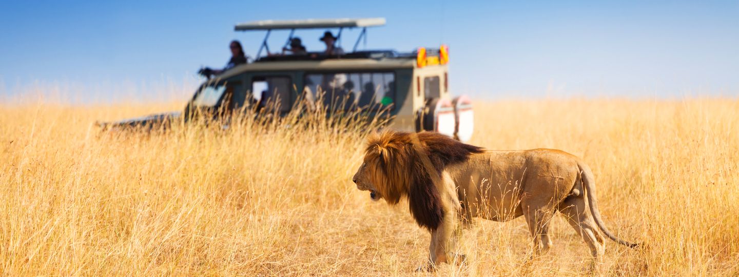 Image result for african safari