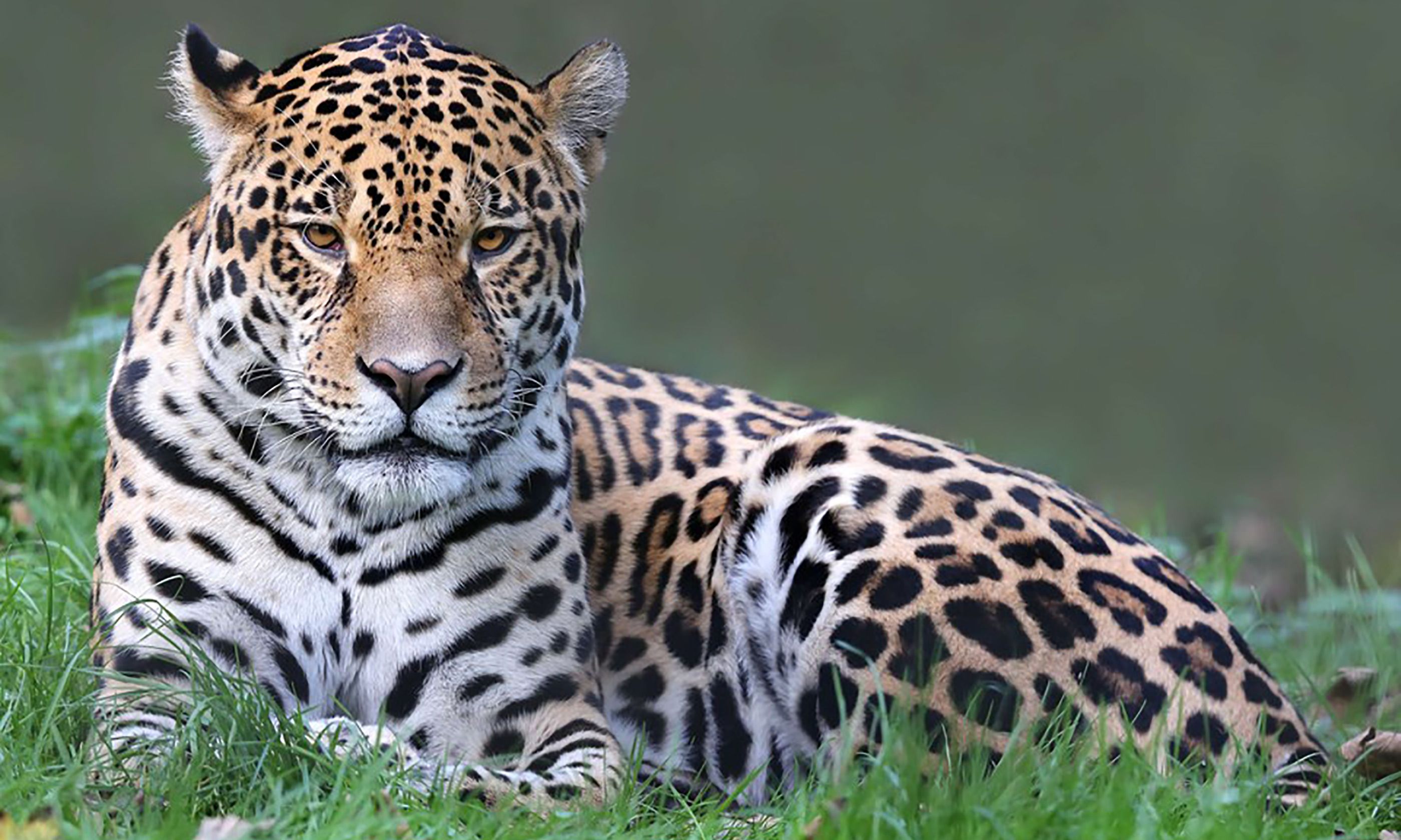 Jaguar here com